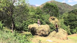 Transylvanian traditional work with buffaloes