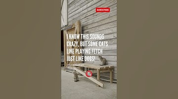 Did you know some cats LOVE playing FETCH?? 😻🧠 #shorts #cats #catfacts