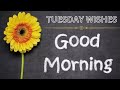 Tuesday good morning flowers picture images