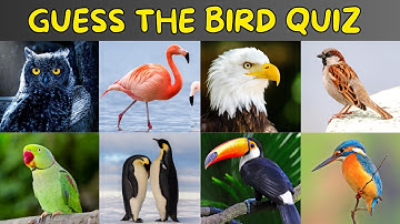 Guess The Birds Quiz | Bird Quiz