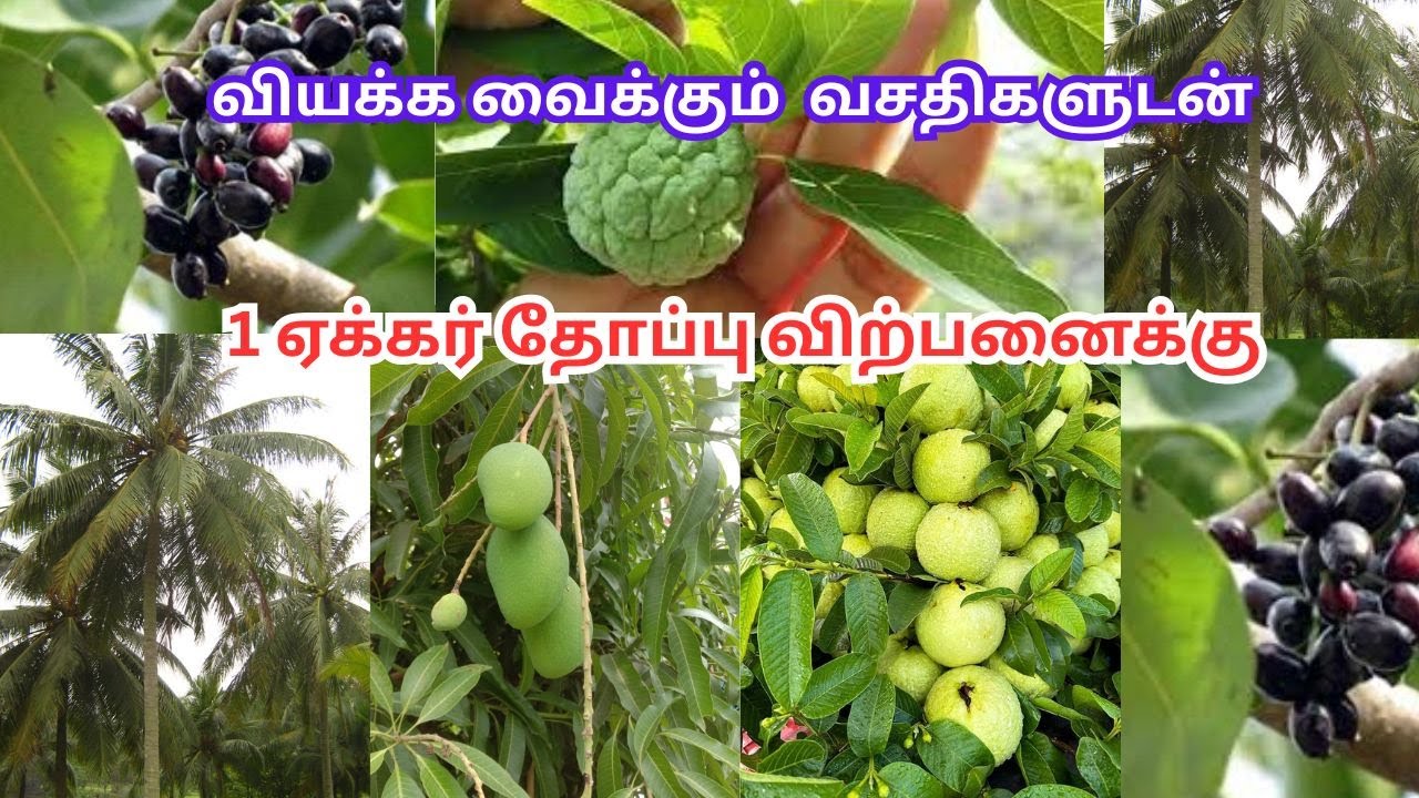 Продаётся роща площадью 1 акр с фермерским домом — Коимбатур