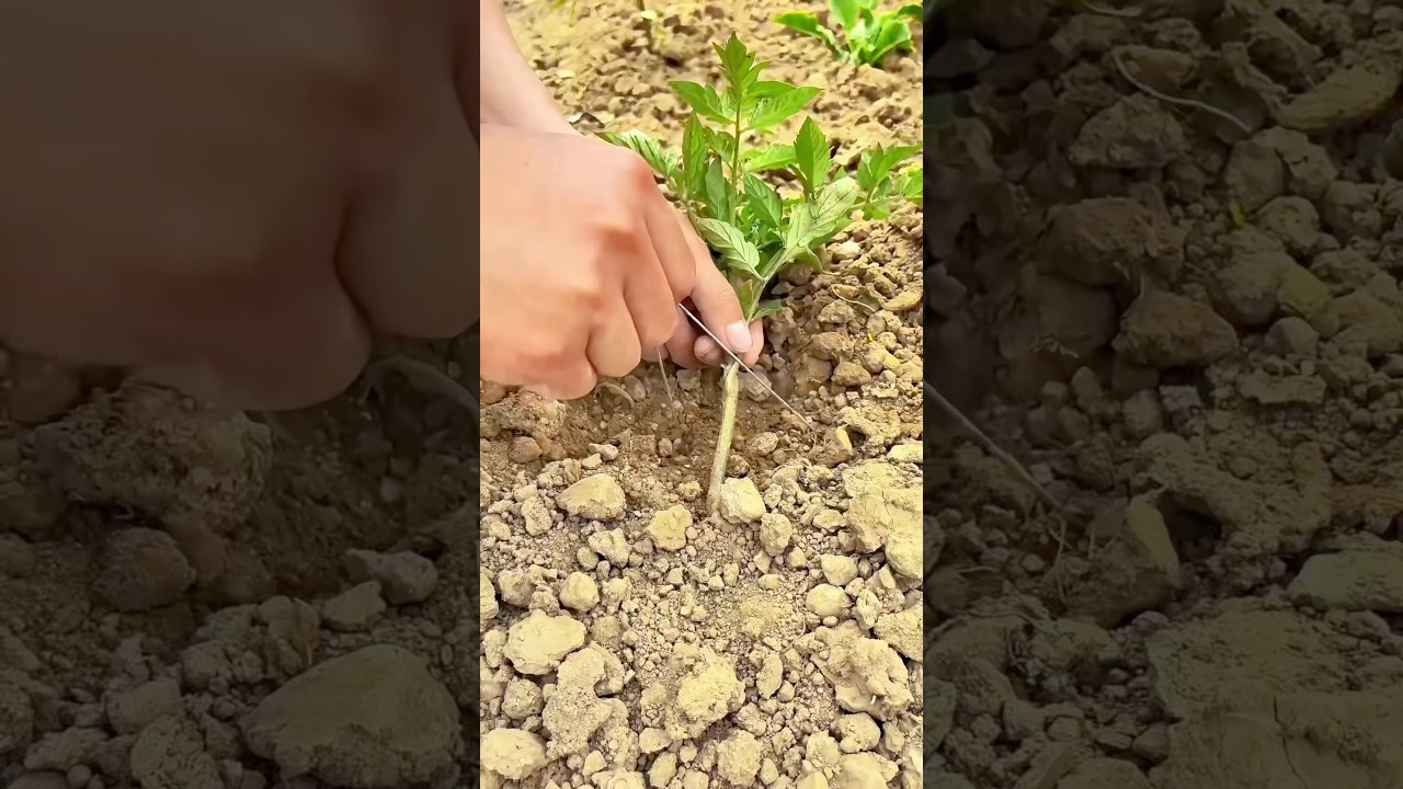 Tomato branch bending: Promotes growth, improves quality, and increases yield