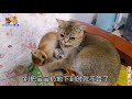 漂亮小猫超皮实,打针纹丝不动,到家就叼来逗猫棒:主人,逗我玩