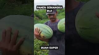 PANEN SEMANGKA BIJI BUAH SUPER #buah #semangka #petanimilenial #buahsuper