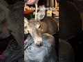 Se salvó de que lo hiciera barbacoa 🍖 #venado #taxidermia #trofeo #reels #fyp