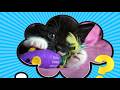 What Is Catnip and Why Are Cats Crazy For It?