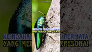 Rahasia Kilau Ajaib Kumbang Permata Yang Nggak Pernah Pudar! #pembahasanhewan