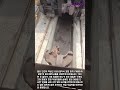 인도 철도 CBC 커플러의 완벽한 자동 결합 메커니즘 #worker #process #railway #engineering #train