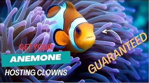 Foolproof Method For Getting Clownfish To Host In An Anemone
