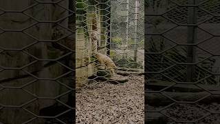 Roaring Beauty | A Closer Encounter With a Tiger in Chongqing #chongqingzoo #wildtiger #beats