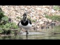 Lapwing Chicks venturing out with mum (Vanellus vanellus)