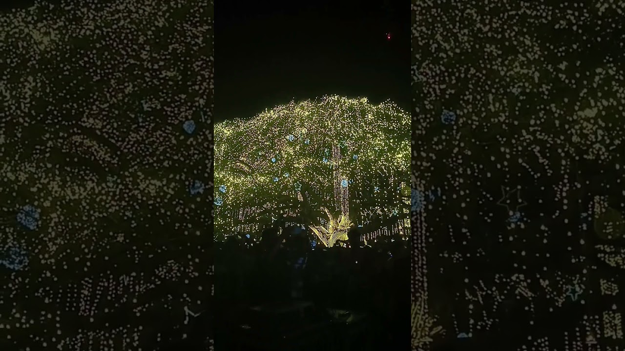 fort kochi Tree tree New Year 2025 