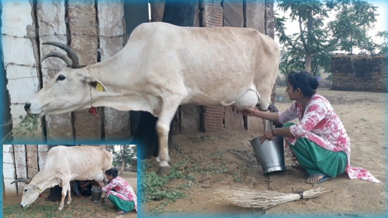 गाय 🐄 ka doodh kaise nikale How to milk a Cow Milking vlog Cow