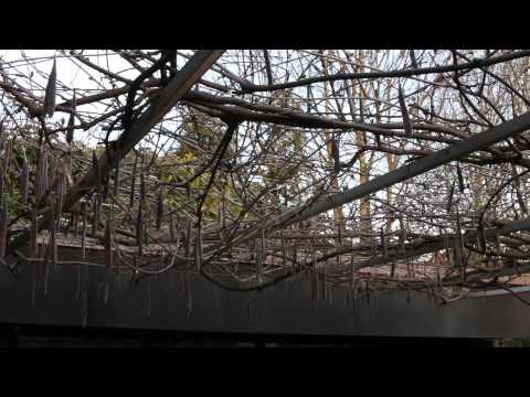wisteria pods exploding 2015