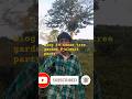 blog in assam tree garden