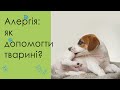 Аллергия у кошек и собак: чем помочь?