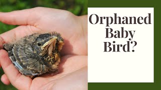 What To Do If You Find A Baby Bird