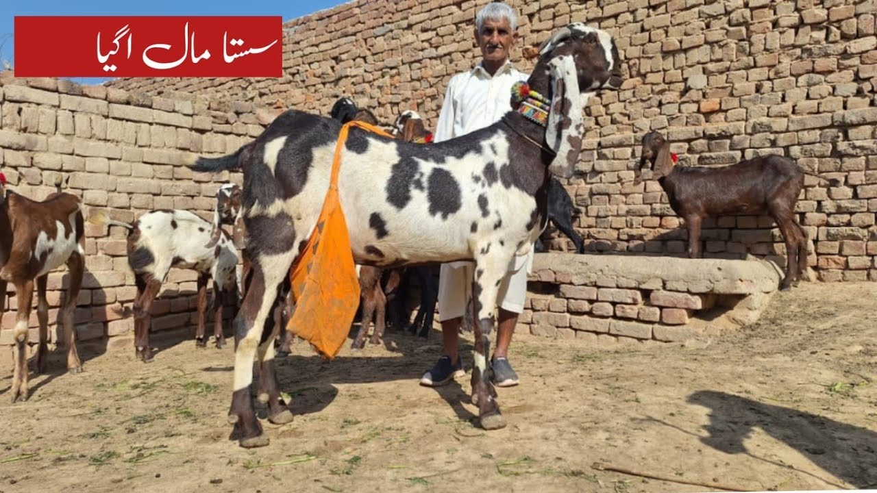  February 2026 Top Class Beetal Goat Very Cheap Rate Of Baba Ststa | Goat Buisness