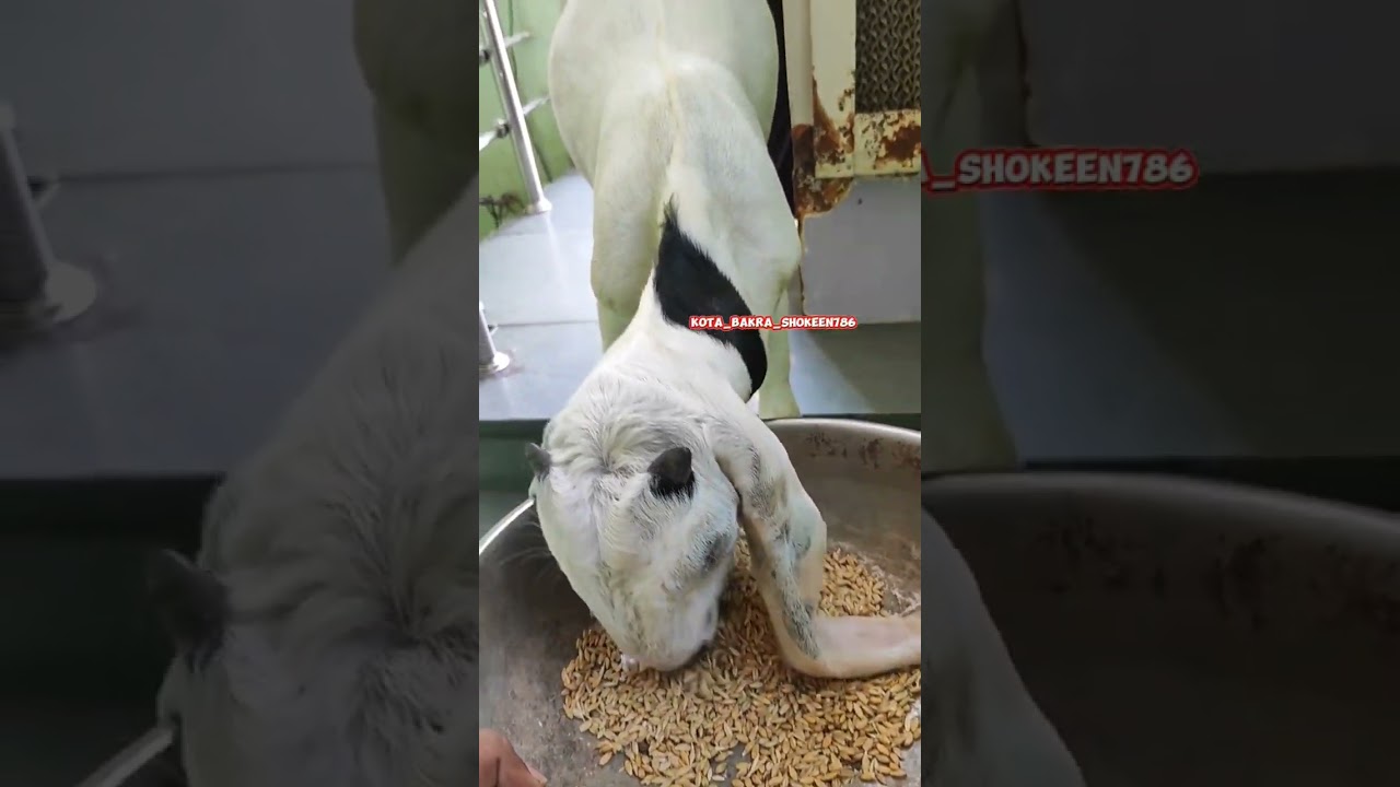 4 months kota goat kids diet 