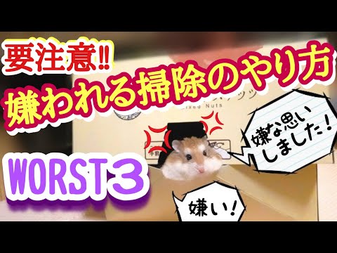 【初心者はやりがち】ハムスターが嫌がる掃除方法 ワースト3