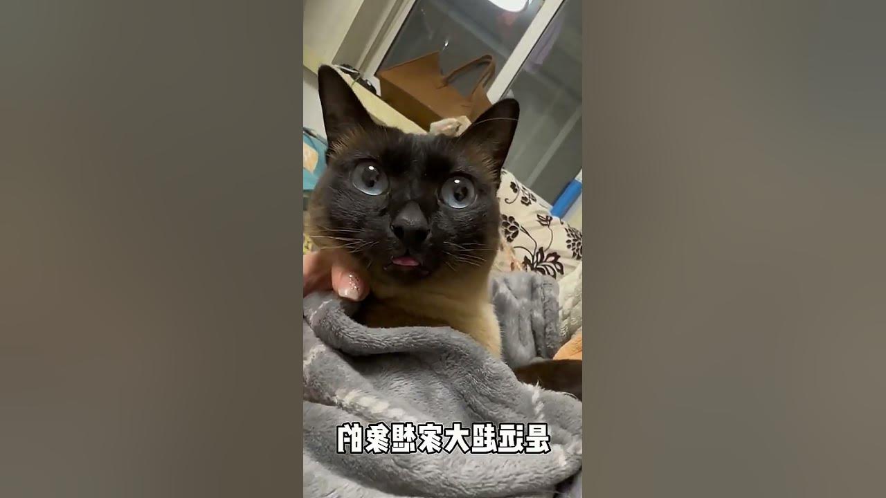 My Black Cat is Obsessed with Siamese Cats! Is it Because They're