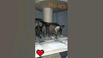 Снотворное для кота.