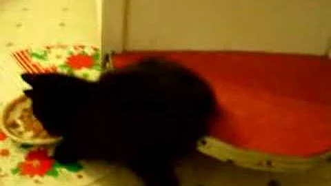 Watch the video about Black Bengal/Manx kitten eating in a funny position