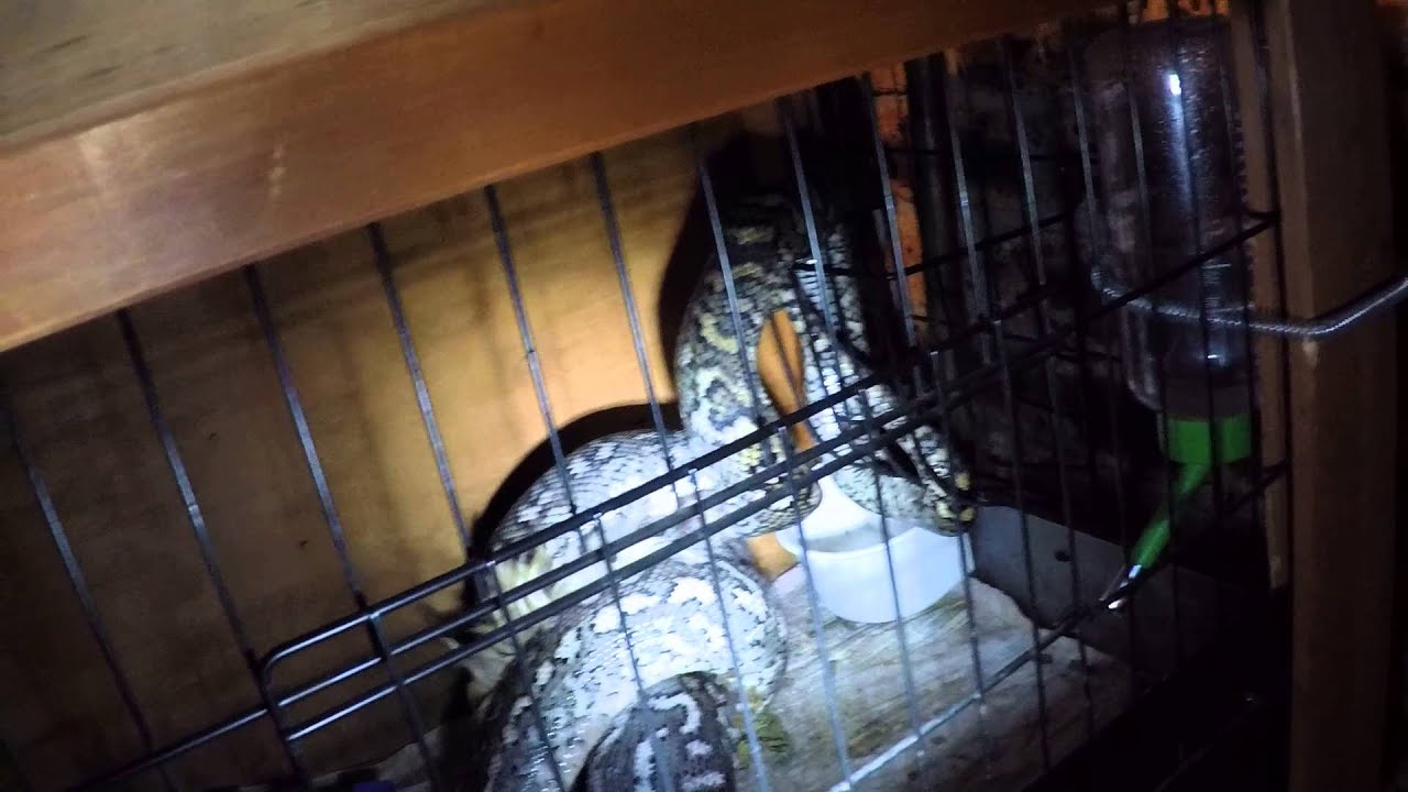 carpet python and the guinea pig in tallia YouTube