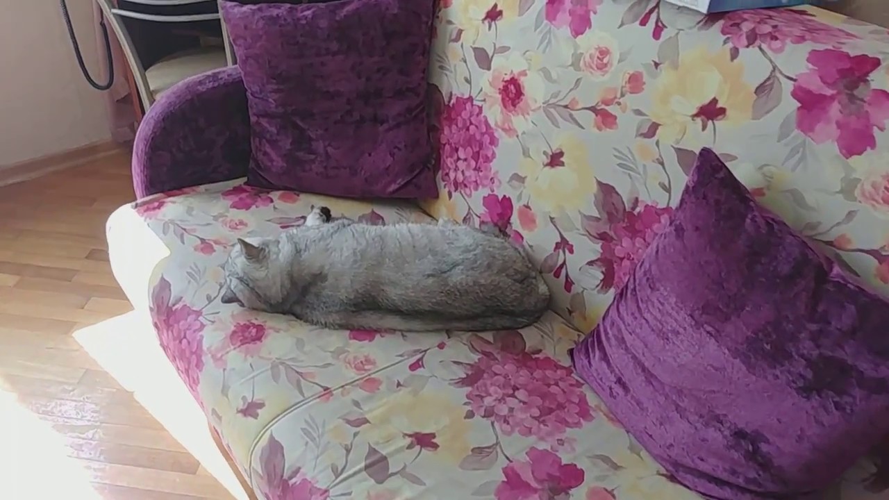 КОШАЧИЙ VLOG: УРЕТРОСТОМИЯ У КОТА