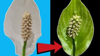 Why Peace Lily Flowers turn Green