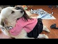 【ついに…】愛が強すぎて超大型犬を押し倒した2歳児、なんとそのまま寝始めちゃいました笑|グレートピレニーズ&オールドイングリッシュシープドッグ&トイプードル