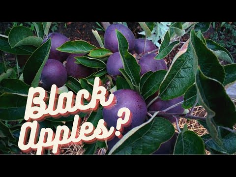 Video: Arkansas Black Apple Care: Tips Menanam Apel Hitam Arkansas