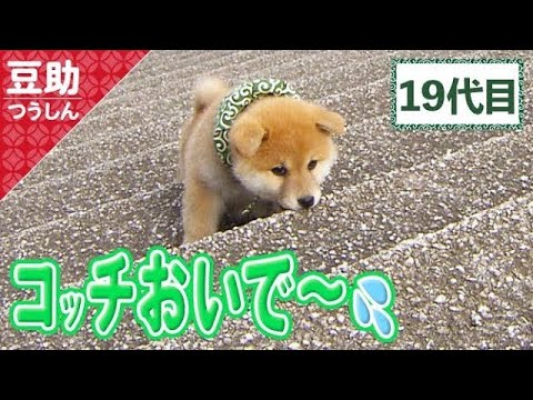 ピポピポ♪「豆ー！」「まめー！」みんな呼んでる19代目＜柴犬・豆柴
