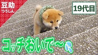 豆柴助ページ ピポピポ♪「豆ー！」「まめー！」みんな呼んでる19代目＜柴犬・豆柴