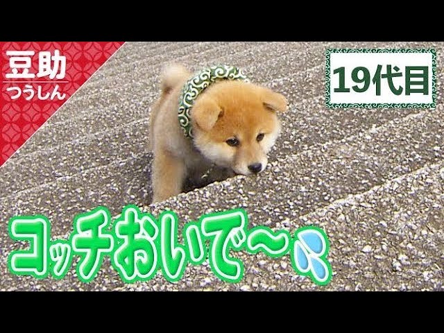 ピポピポ♪「豆ー！」「まめー！」みんな呼んでる19代目＜柴犬・豆柴