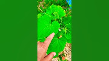 Boost Your Garden With Bean And Cucumber Companion Planting! @homeinthesticks