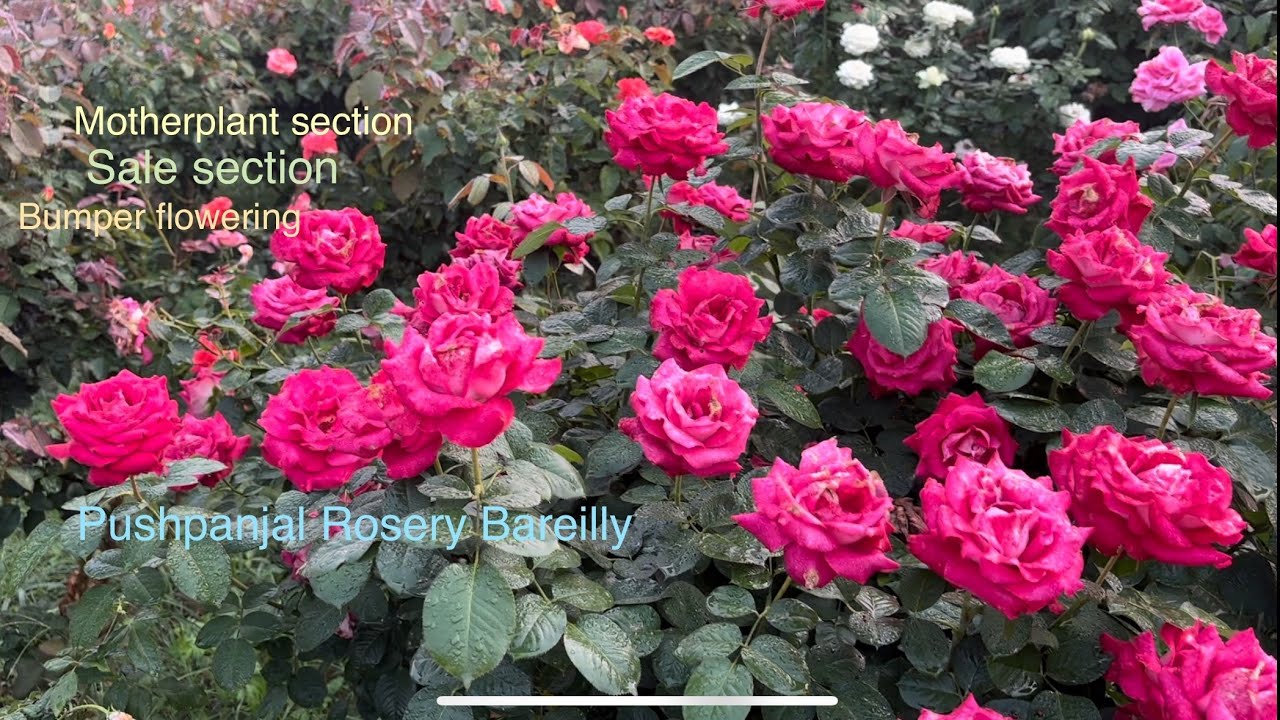 🌹 Motherplants | Character | Bumper Flowering | Stock update | Pushpanjali Rosery