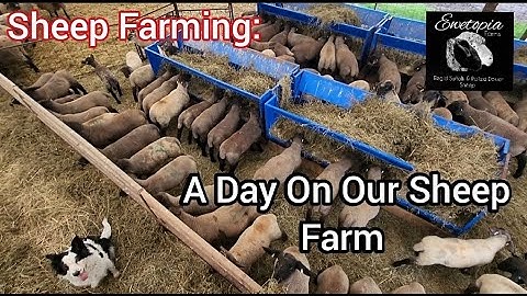 A Day On Our Sheep Farm: Lambs from above; more on ram behaviour; feeding sheep |May 2022