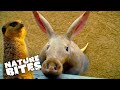 Aardvark  Joins Adorable Meerkat Family | The Secret Life of the Zoo | Nature Bites