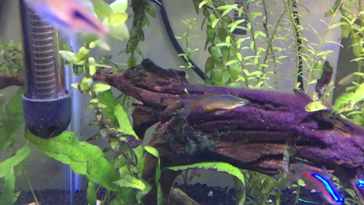 Planted Aquarium Kolkata 28 January 2020 YouTube