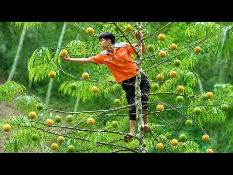 100 Days Alone Harvesting Wild Forest Fruits to Sell for a Living 🍈 | Mr. Tính Harvesting