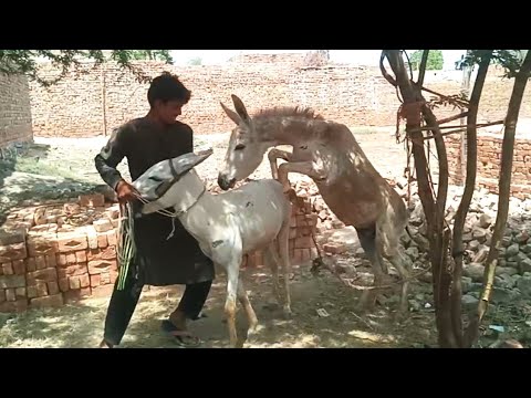  donkey mating 9| horse mating | horse breeding | donkey breeding | horses mating numberdar life vlog