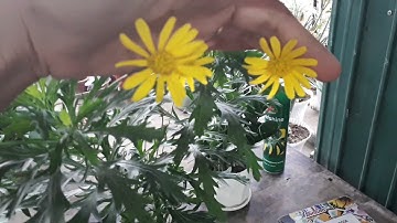 cây giống hoa cúc thân gỗ ( cúc trường thọ) 40k/1 bầu, ship cod toàn quốc