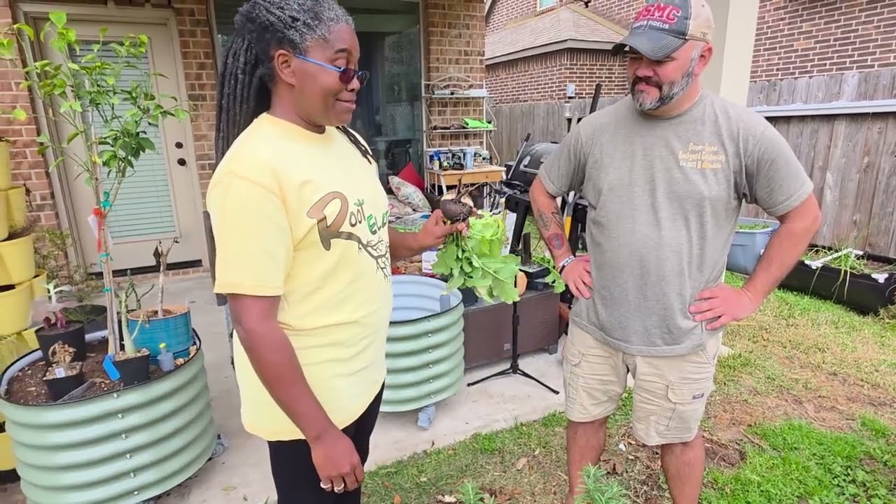 Черная испанская редька: из сада друга!