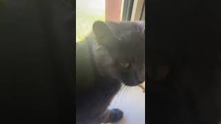 Petting my cat for1 minute and 20 seconds