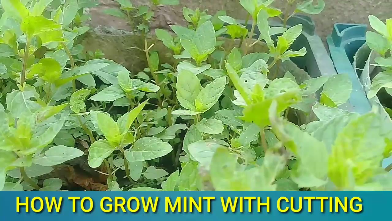 How to grow mint with cutting YouTube