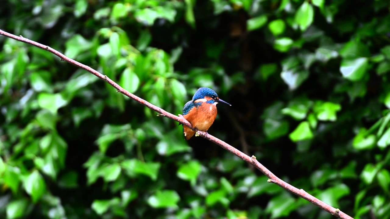 ireland map Kingfisher on the Tolka River 7-7-13 #2