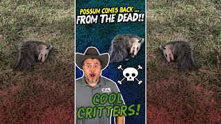 COOL CRITTERS! - Possum Comes Back ... From the Dead! - #Shorts