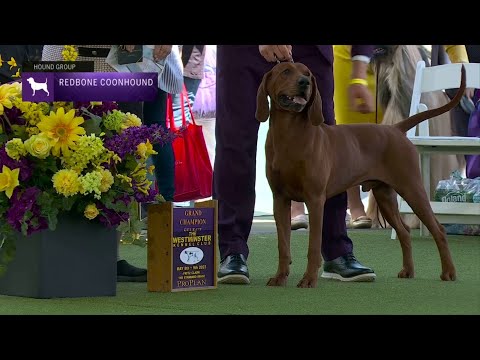 Video: Ovatko redbone coonhounds hyviä perhekoiria?