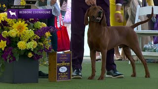 Redbone Coonhounds | Breed Judging 2023
